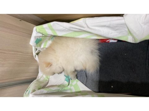 Pomeranian köpeğimiz izmir