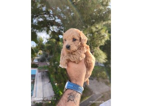 Maltipoo köpeğimiz