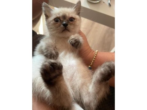 Ev ortamından yavrular british shorthair