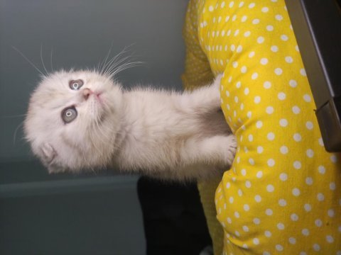 Acil dişi scottish fold ve british top surat yavrular