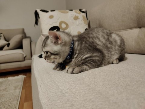 19 mart doğumlu british shorthair