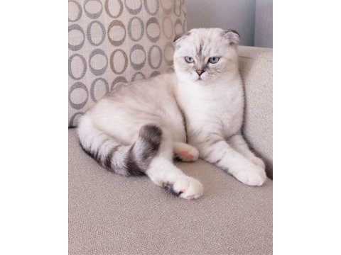 Scottish fold dişi