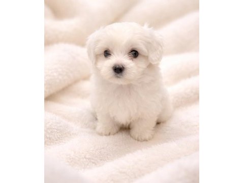 Erkek ve dişi maltipoo ve maltese sıfır boy bebekler