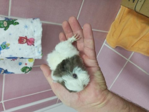 Ginepig yavrular