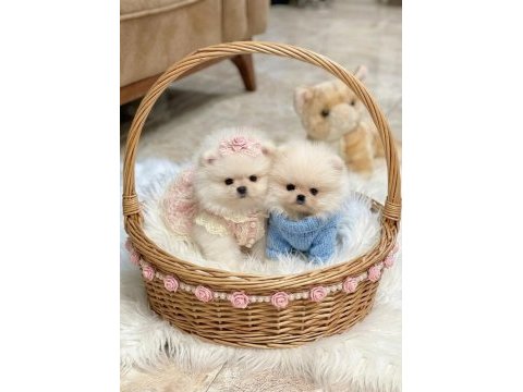 Oyuncak gibi mini boy erkek ve dişi pomeranian yavrular