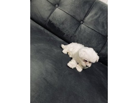 2 aylık maltese terrier