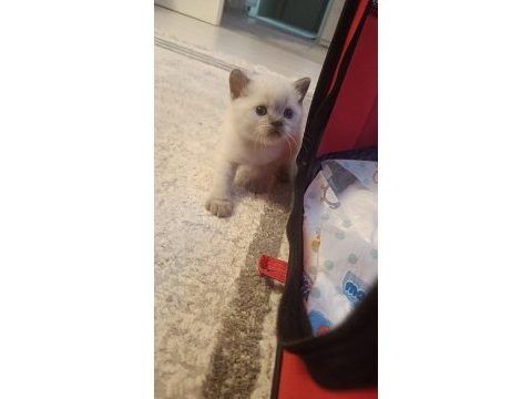 British shorthair blue point yavrumuz