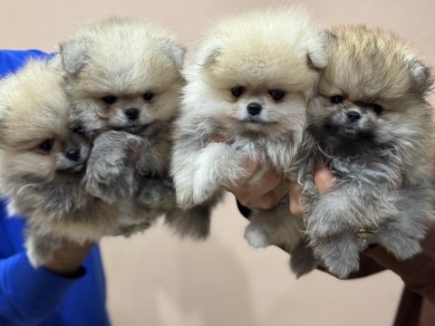 Petmode köpek çiftliğinden teddy pomeranin boo