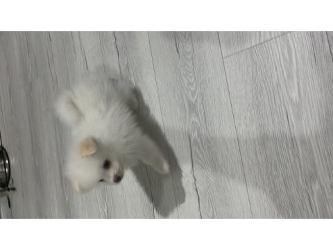 Pomeranian boo köpeğimiz