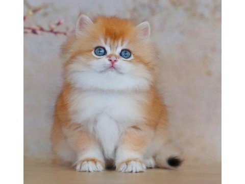 Oyuncak bebek golden british longhair 