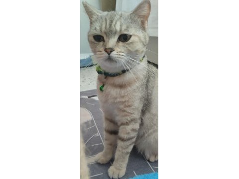 Evcil british shorthair dişi