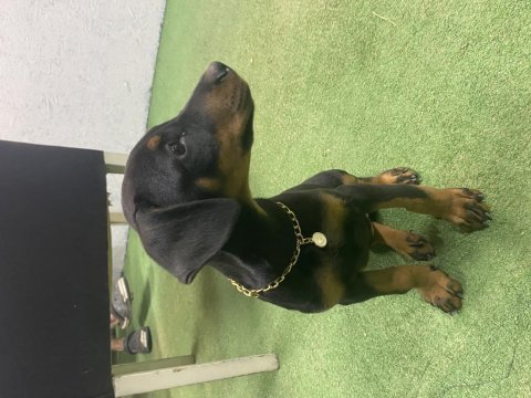 3 aylık doberman eğitimli karneli