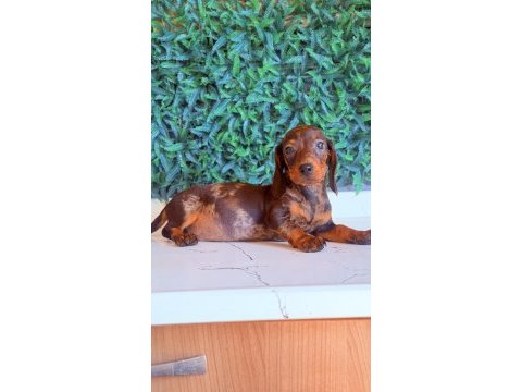 Çikolata merle rengi ile en güzel dachshund