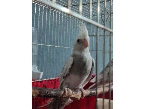 Sultan papağanı wifey erkek