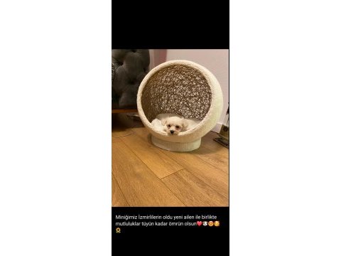 Maltese kore teacup 2 kg geçmez