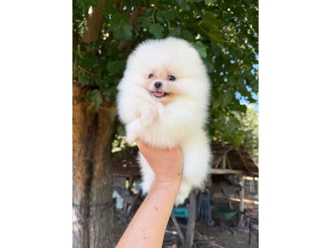 Sağlık ve ırk garantili pomeranian