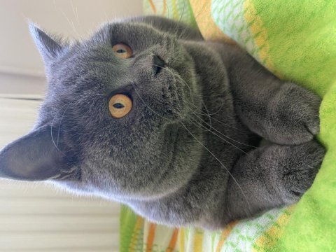 Acil british shorthair sahiplendirilecek