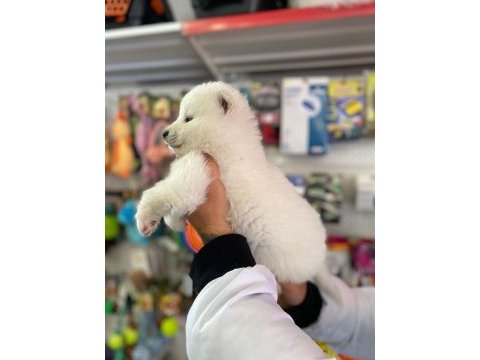 Safkan samoyed yavruları