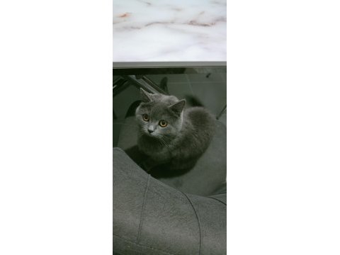 British shorthair maya kızımız yeni yuvasını arıyor