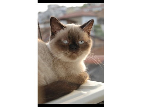 Dişi british shorthair