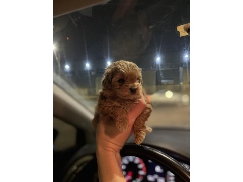 Teacup maltipoo kızımız