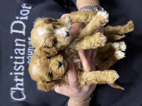 Irk garantili maltipoo yavrular