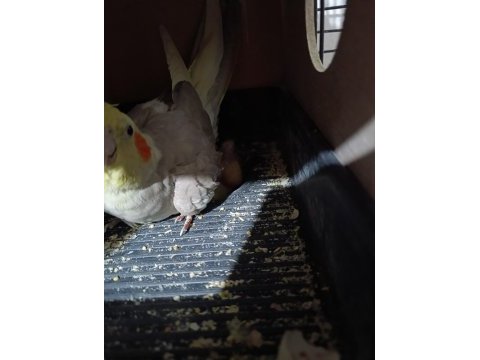 Yavrulu yumurtalı güzel grey sultan papağanı takım