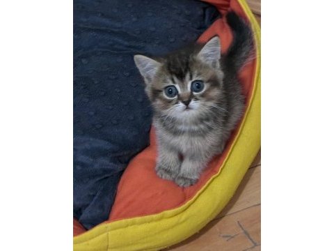 Güzeller güzeli british shorthair bebekler