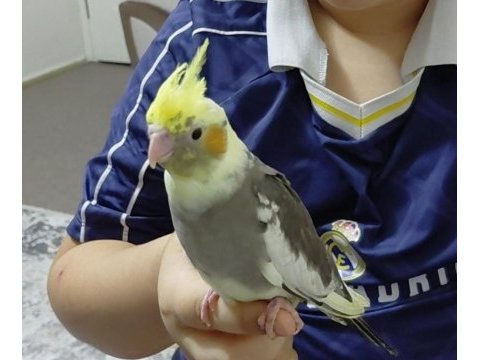 Ele alışık ısırma huyu kesinlikle yok sultan bebek