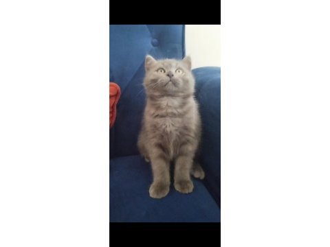 3 aylık teslime hazır erkek kediler