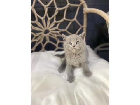 Güzel british shorthair bebekler