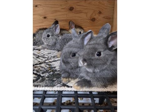 Safkan netherland cüce tavşan yavrular