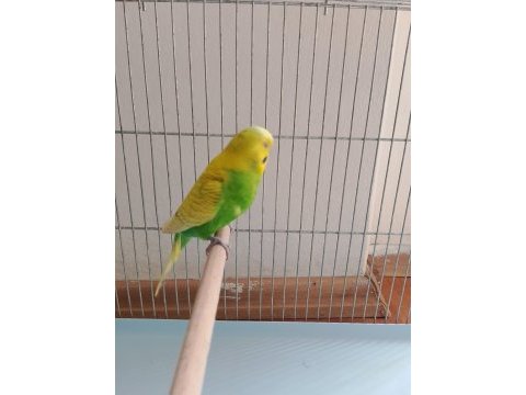 Show jumbo ve jumbo yerli muhabbet kuşu