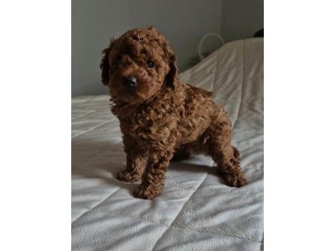 Aşılı mikroçipli toypoodle yavrularımız 