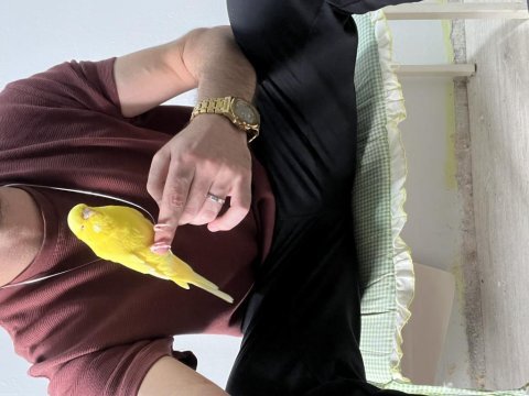 Ele kola alışık uysal dişi muhabbet kuşu