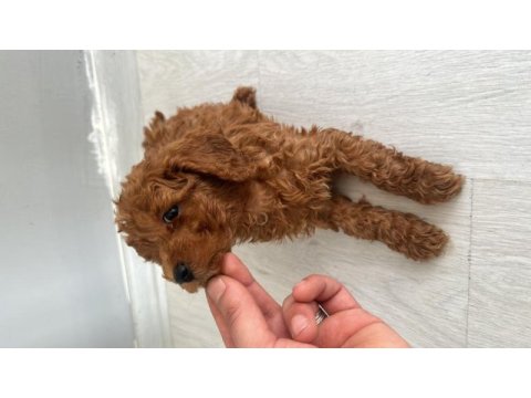 Anne altından toy poodle yavrumuz