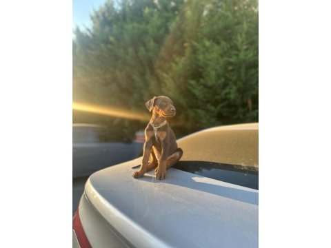 50 günlük kızıl erkek doberman scrli