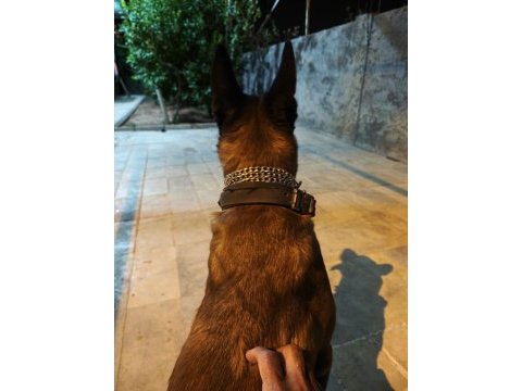 Malinois belçika kurdu