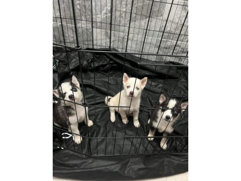 Husky yavrularımız yeni ailesini bekliyor