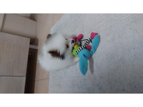 2 aylık erkek pomeranian boo