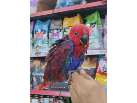 El besleme eclectus bordo-mavi