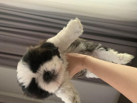 Shih tzu yavrular