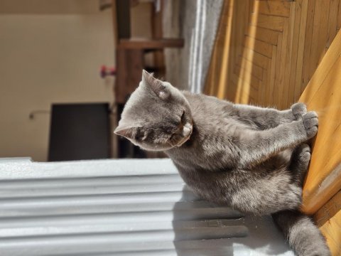 Sağlıklı british shorthair