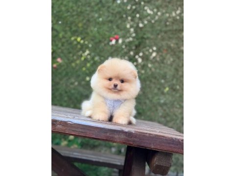 Pomeranian boo köpekler