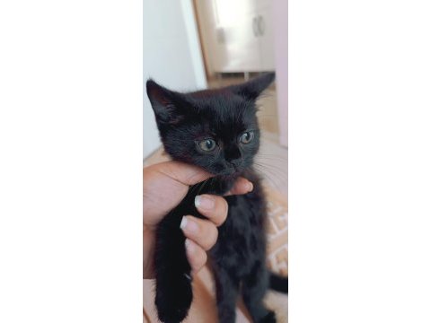 British shorthair silver chocolate