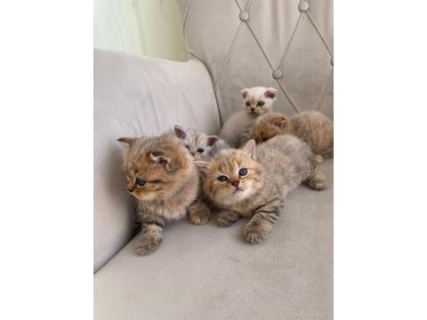 Scottish fold ve british shorthair yavrular