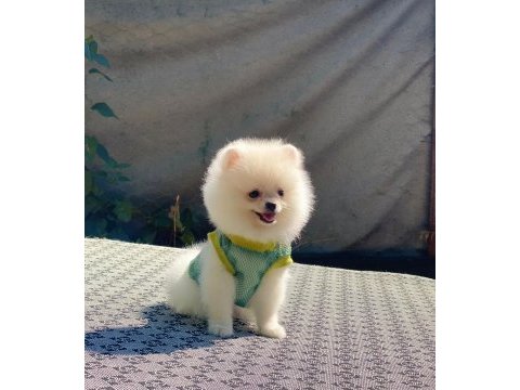 Pomeranian boo safkan ayı surat bebeklerim