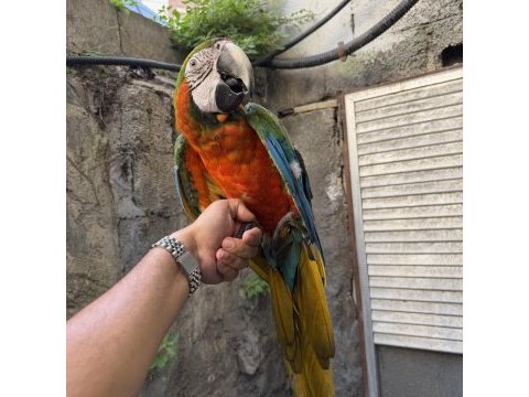 Konuşan hibrit rubygold macaw