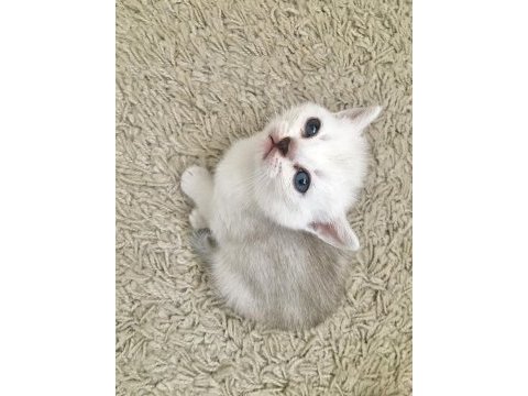 Sevimli dişi-erkek british shorthair yavrularımız