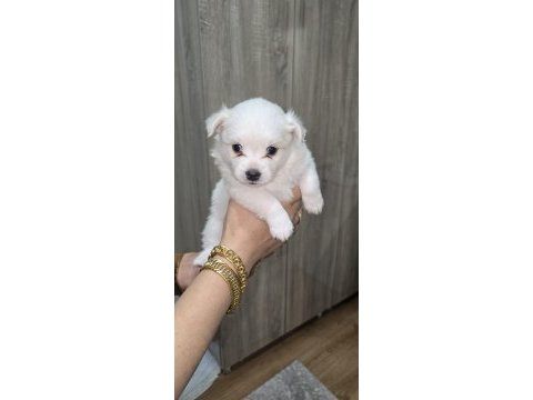 Anne pomeranian baba sıfır numara terrier üç yavrumuz